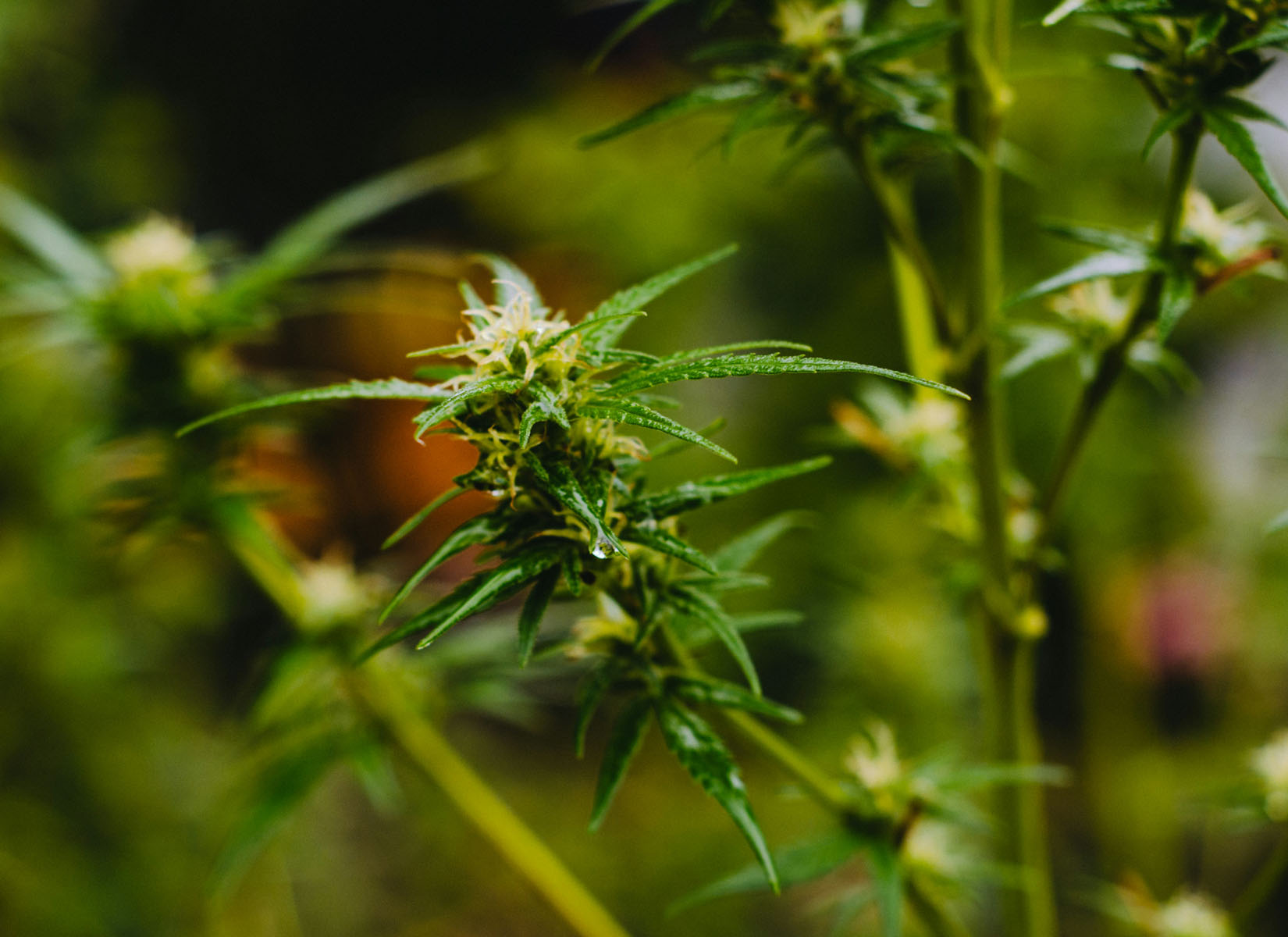 Terpenes